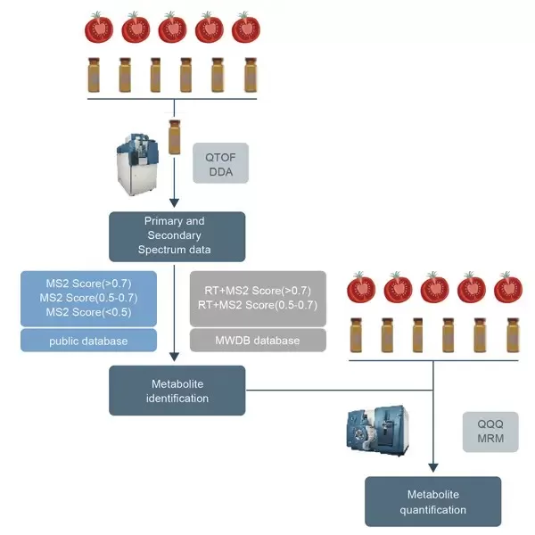 The workflow of Plant Widely Targeted Metabolomics (WTP) assay